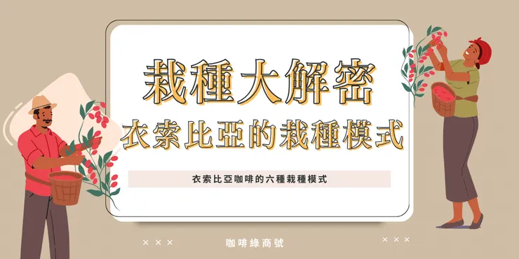 衣索比亞是咖啡豆的發源地，擁有多年的咖啡豆栽種歷史