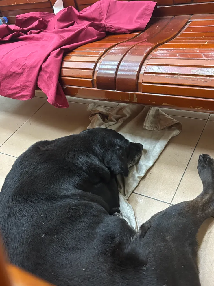 消防隊隊狗—輝哥