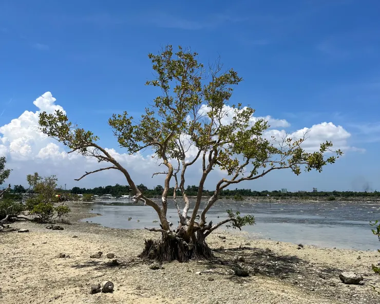 收容我一個下午的樹