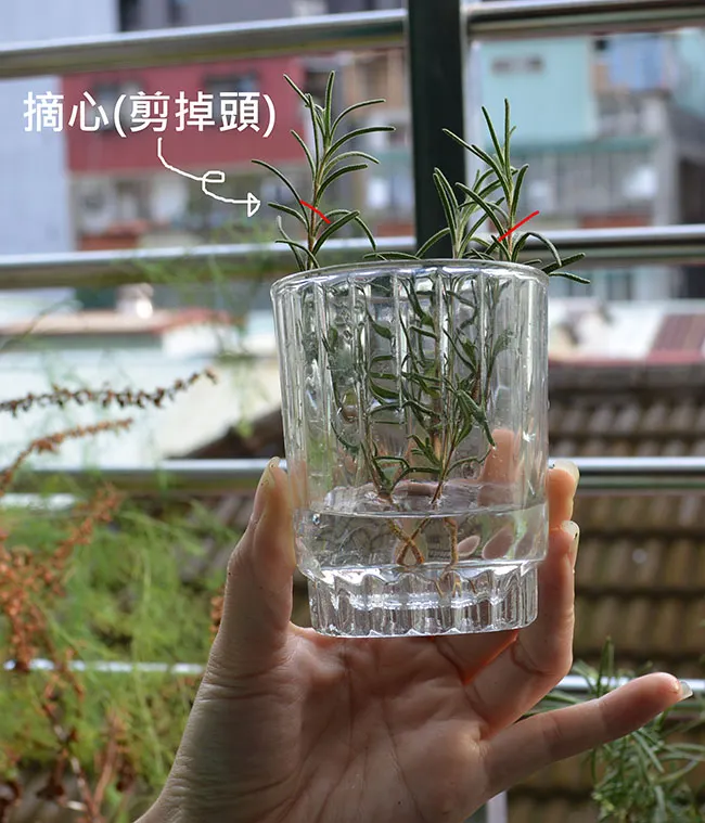 迷迭香 扦插法