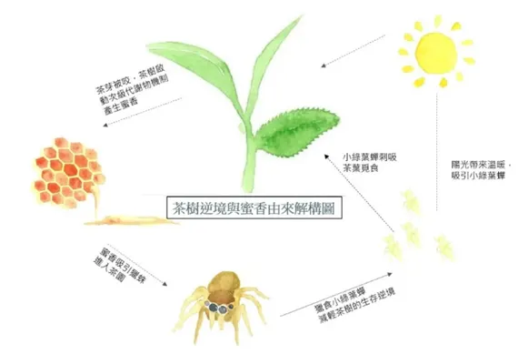 photo credit：書籍「茶味裡的隱知識」