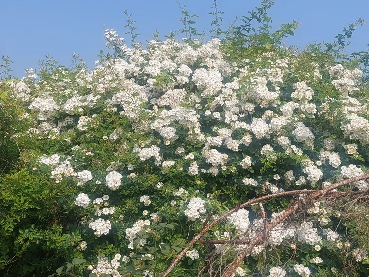 本土野薔薇—小金櫻 蘊蓄了一整年的能量，花汛一到，白色的花朵綻得飽滿團簇，隨著披垂的枝條滿溢流淌