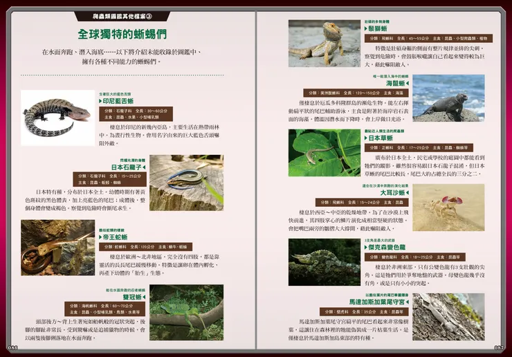 世界獨特的蜥蜴們｜最強戰鬥6 危險爬蟲類 最強王者大戰圖鑑｜小角落文化