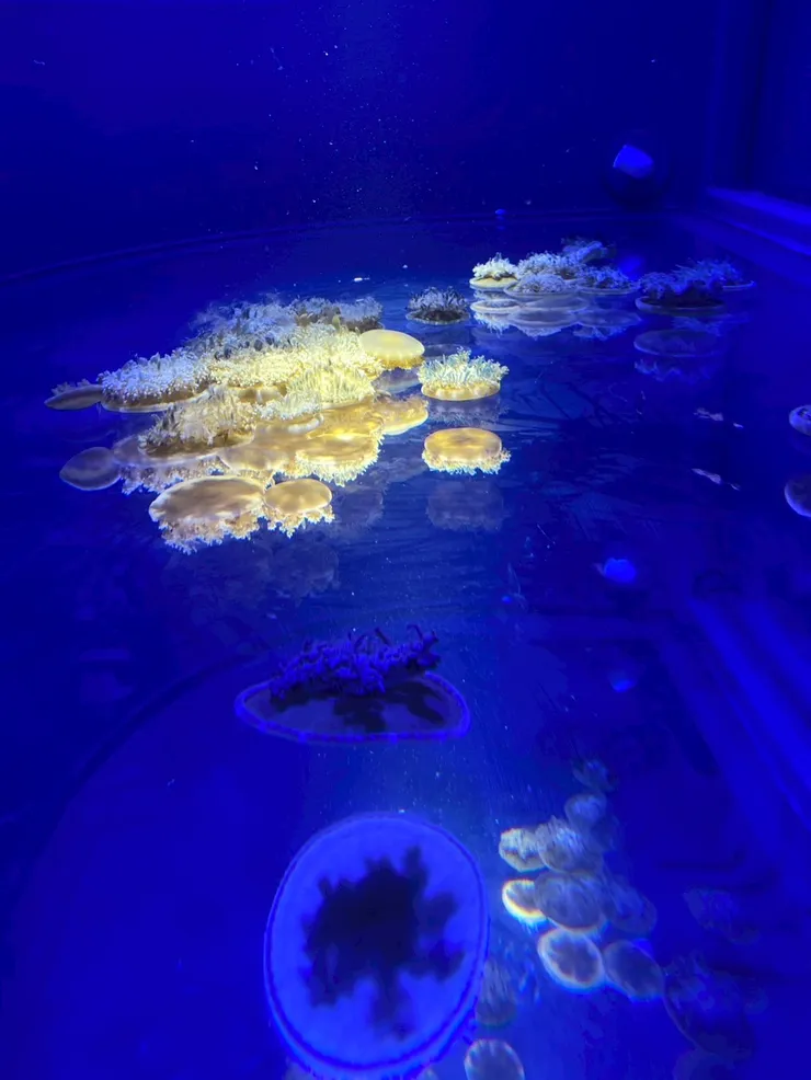 雖然水母沒有腦，但常常能活幾億年──果然想太多是會折壽的是吧(X)