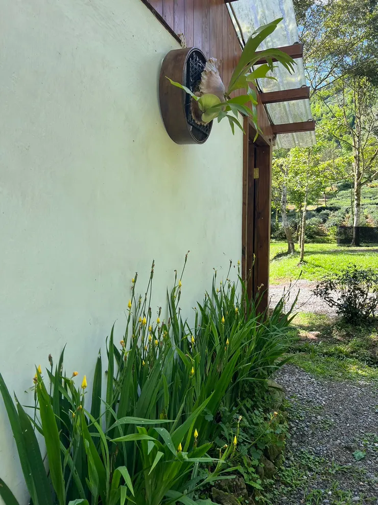 浴廁外的鹿角蕨