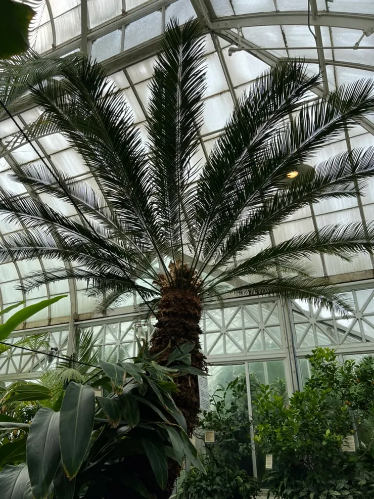 這株叫做Cycas taiwaniana, 雖然名字裡有台灣，但這個蘇鐵來自中國，只是被命名的時候以為是台灣的原始種。即使如此，因為名字裡有台灣，還是讓我感到倍加親切。