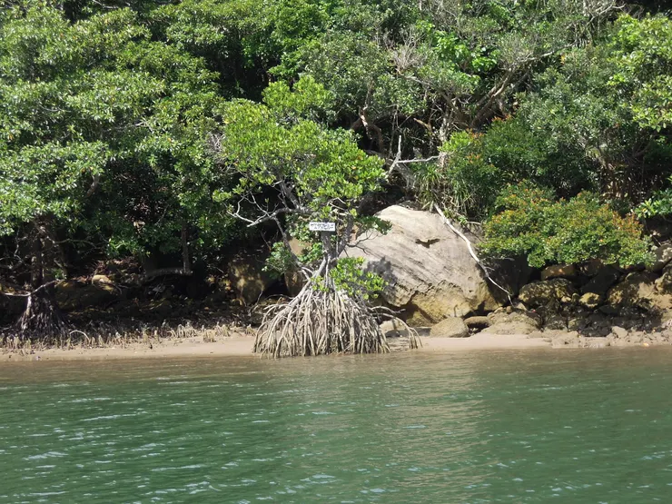 浦內川知名紅樹林