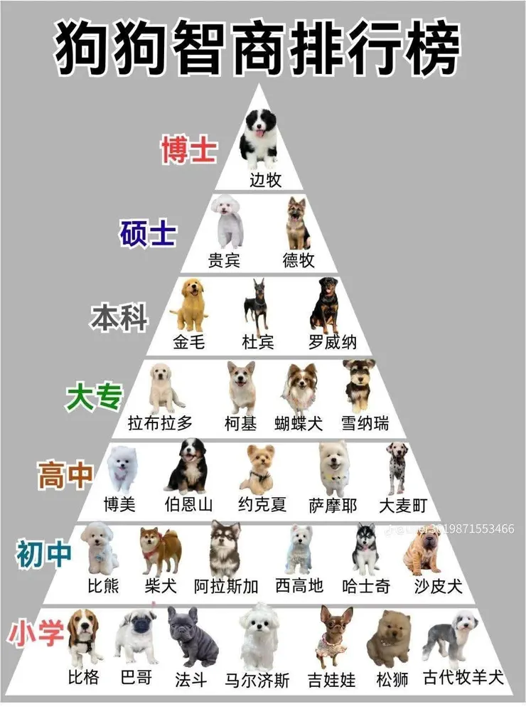 狗狗智商排行榜