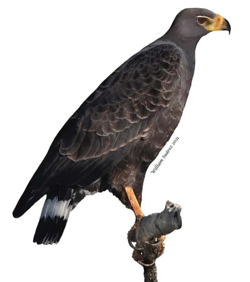 src