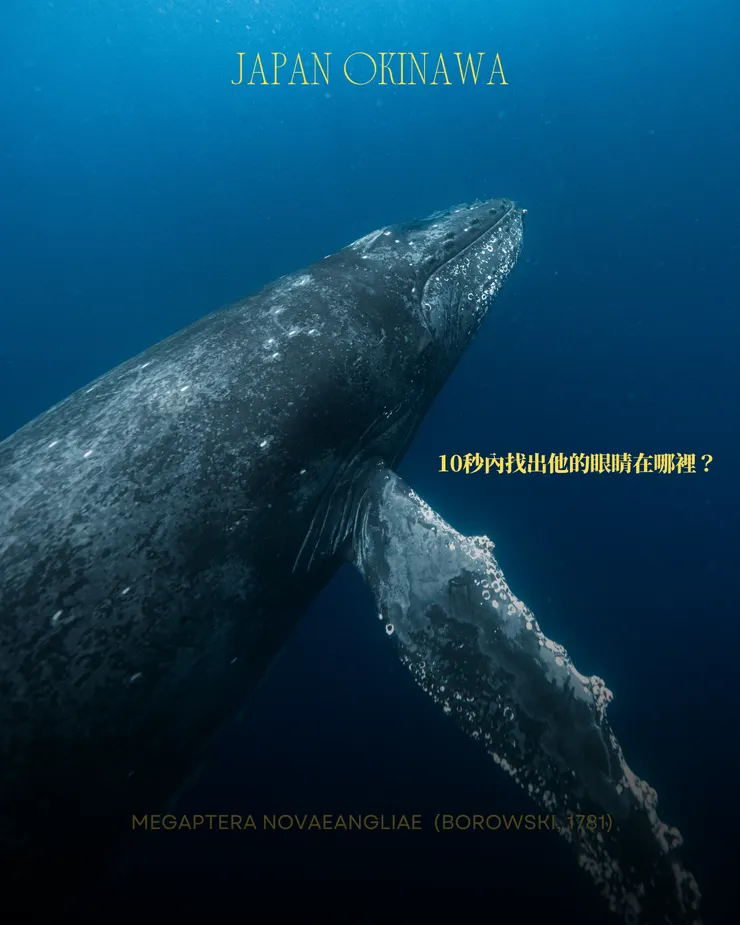 攝影｜𝖳𝖸𝖫𝖤𝖱 𝖳𝖠𝖭𝖠𝖪𝖠