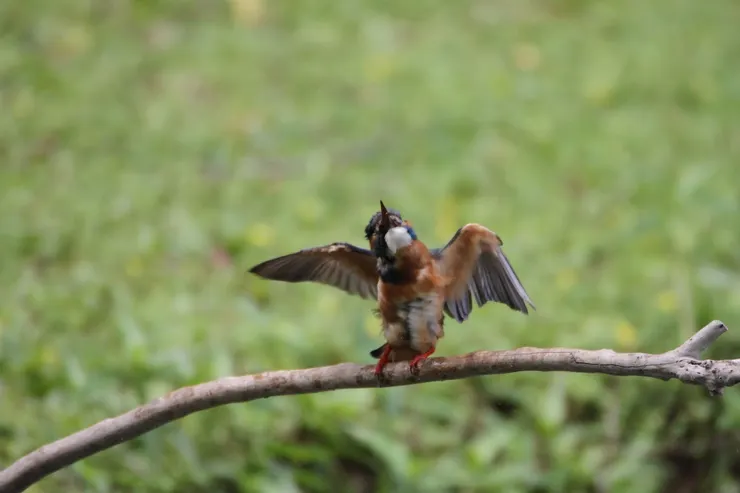 飛行前的抓癢體操,感覺整支翅膀都癢了