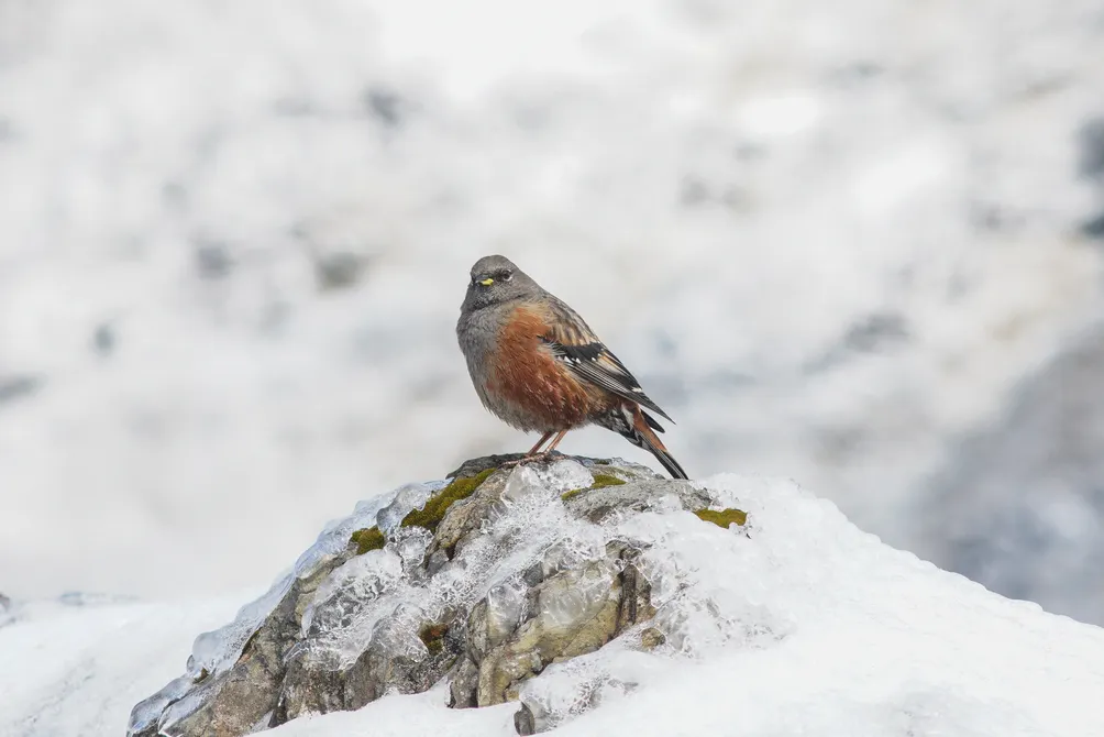 🌿小研究者的社會觀察天地