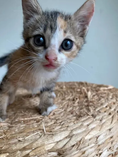 雙北|到府貓褓姆