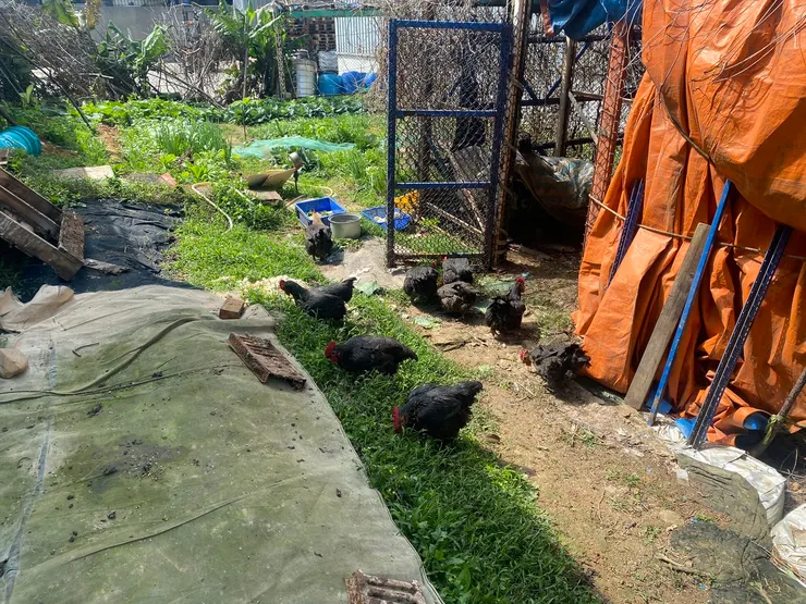 圖：阿嬤的開心農場