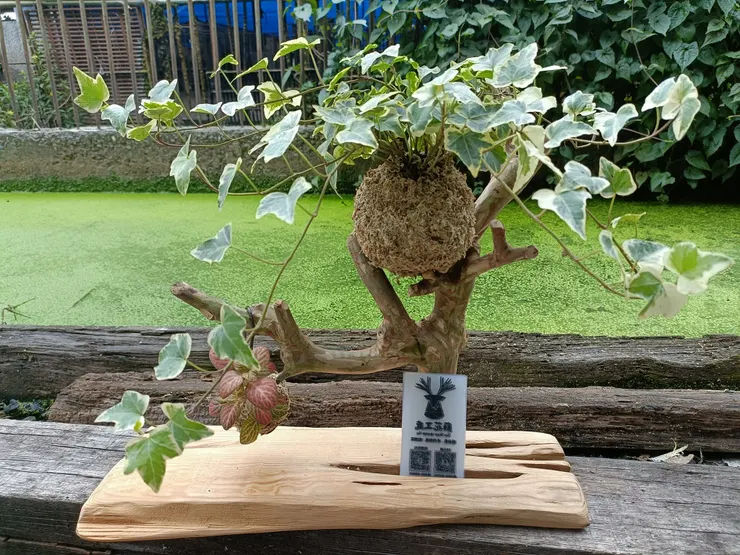 弟弟「蘇花工鹿」的傑作