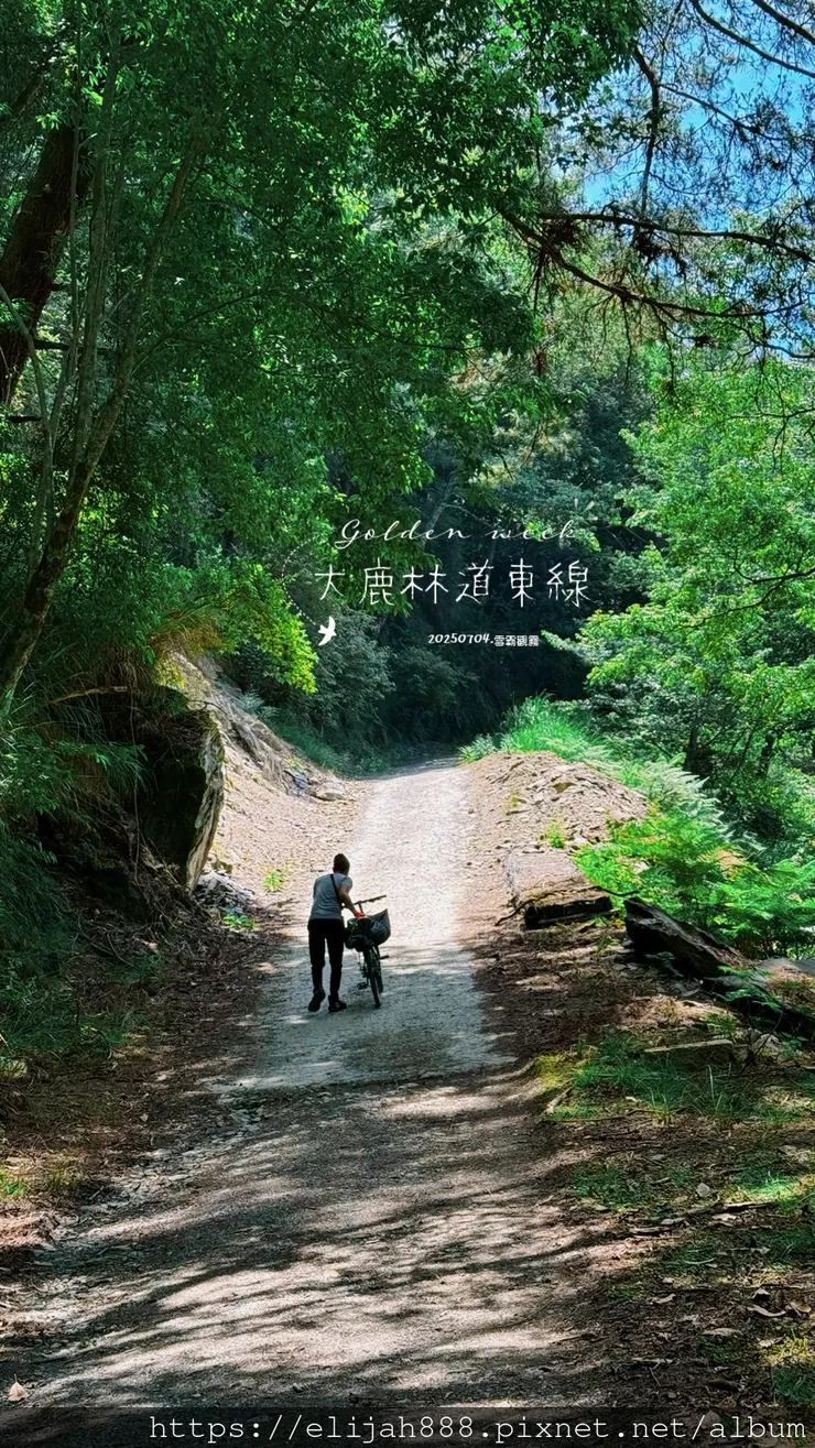 【大霸群峰4百岳。兩天一夜】觀霧大鹿林道東線騎越野單車/馬達