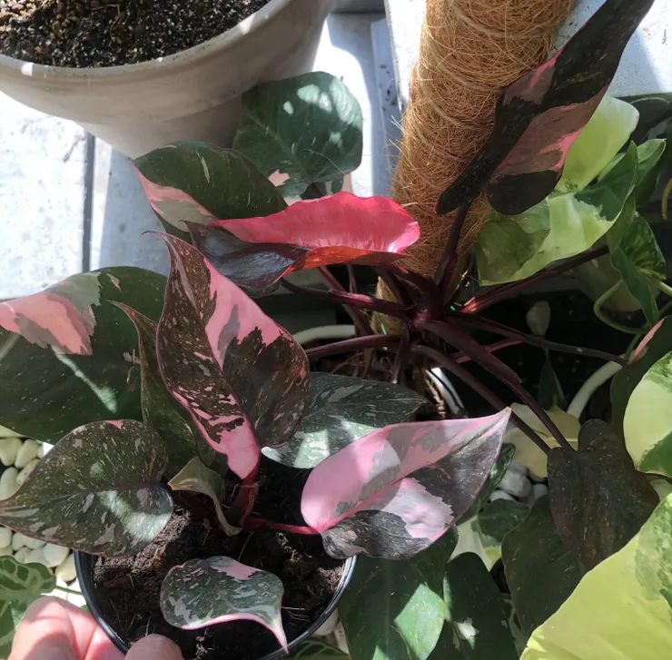 大理石粉紅公主(左)與粉紅公主(右)