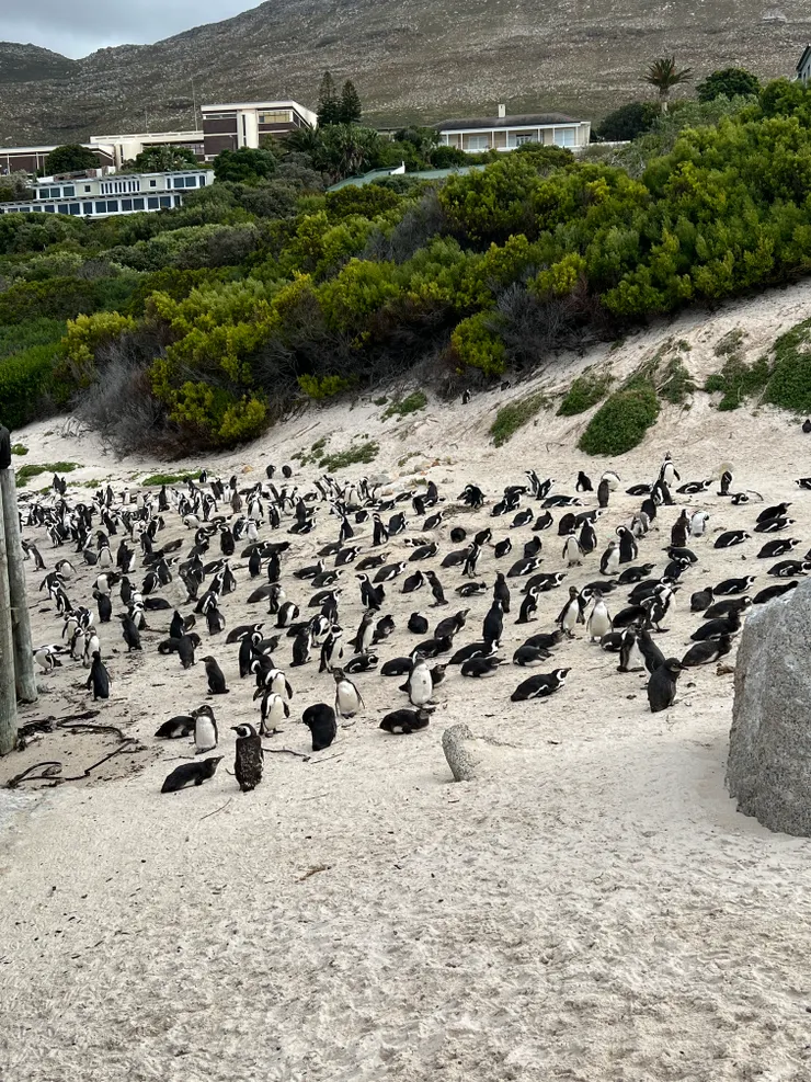 可愛的南非企鵝