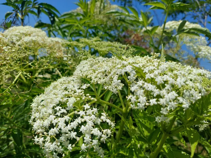 每年清明節到初夏是西洋接骨木的花期