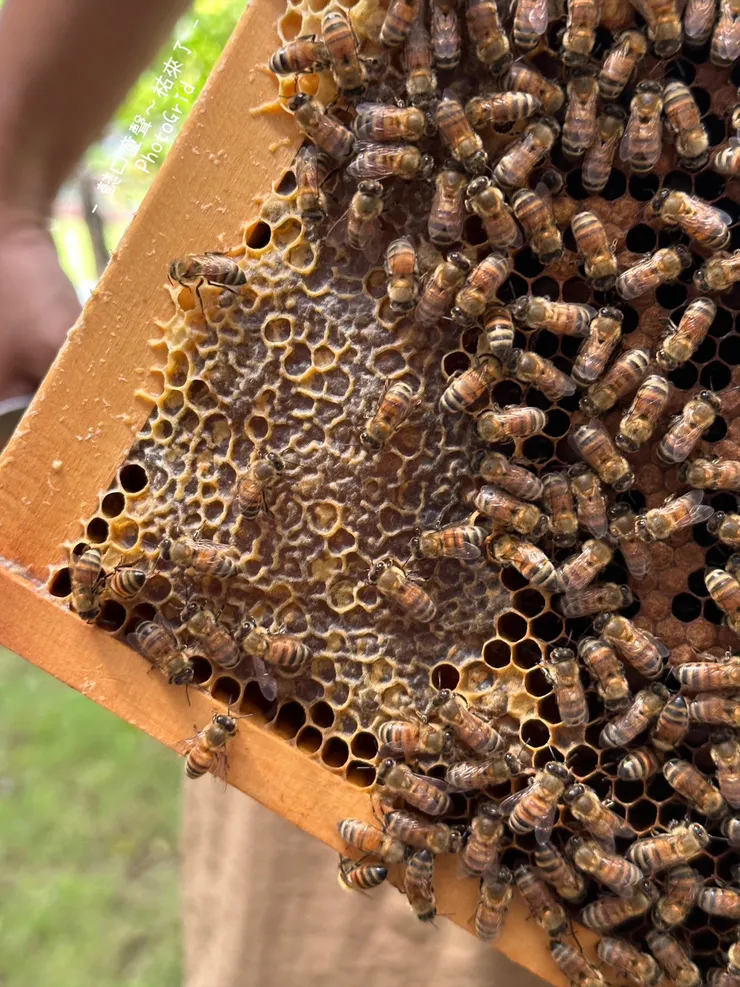 蜂巢色澤深淺代表的意義是什麼?你想過嗎?