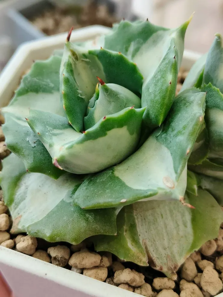 喜歡尖尖的刺，寄來時斷了一根好可惜阿