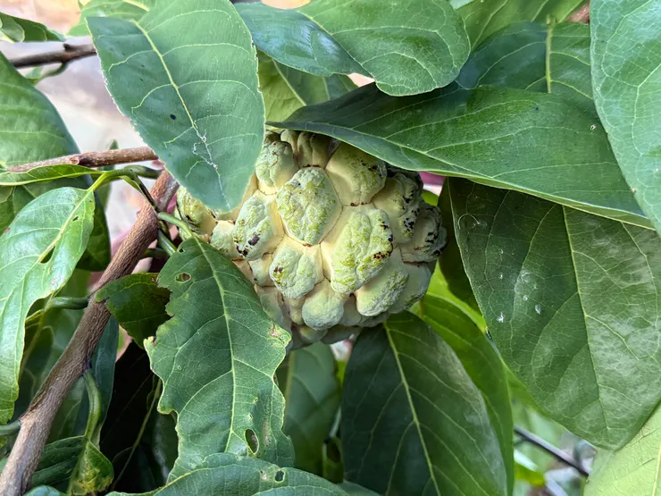 2025/09/21 釋迦長大紀錄