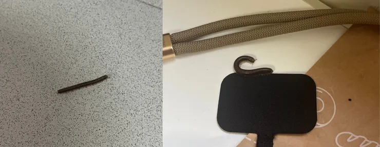 左：第一次出現；右：前兩天一掉下來就被我發現了