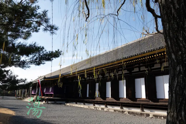 三十三間堂的楊柳。