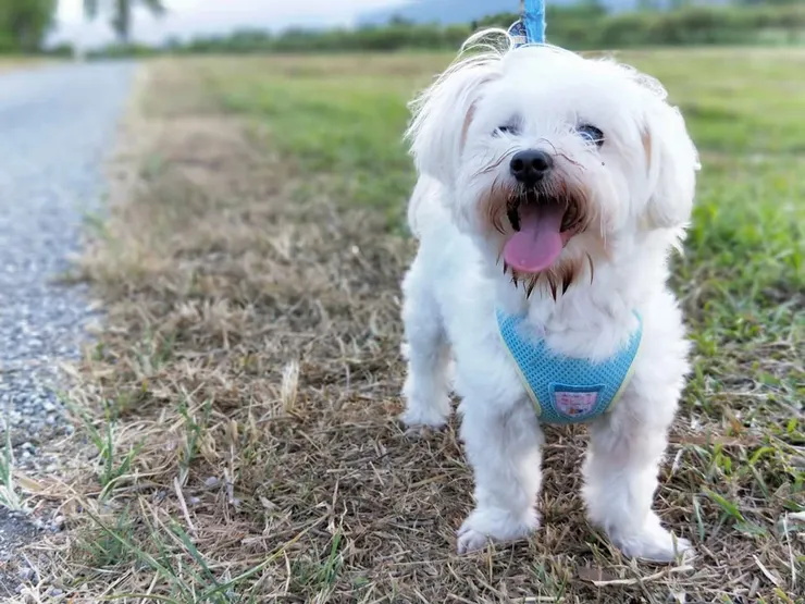 我的第一個毛小孩｜胖球 19歲｜2004/12/4-2022/12/6