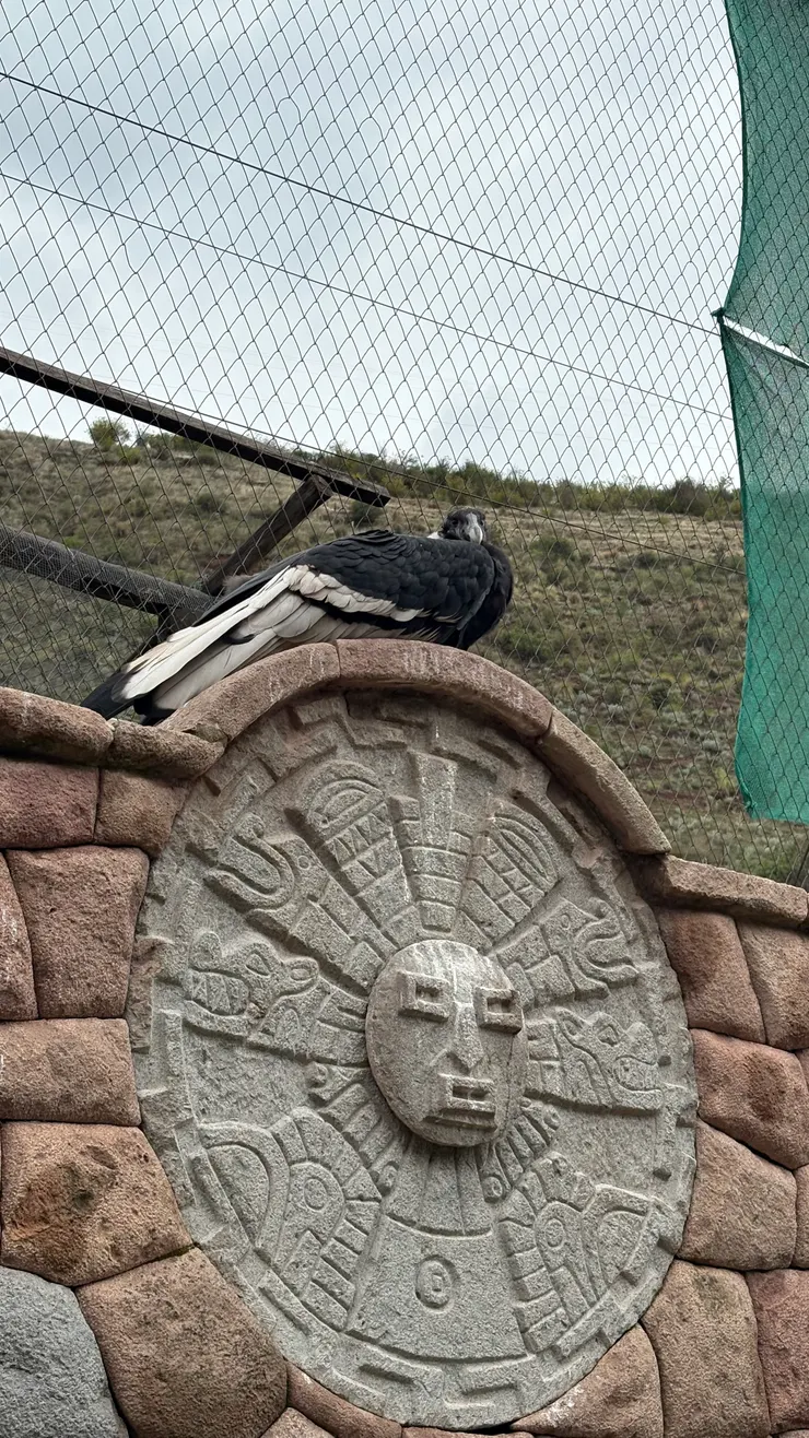 這是上圖神鷹的太太！