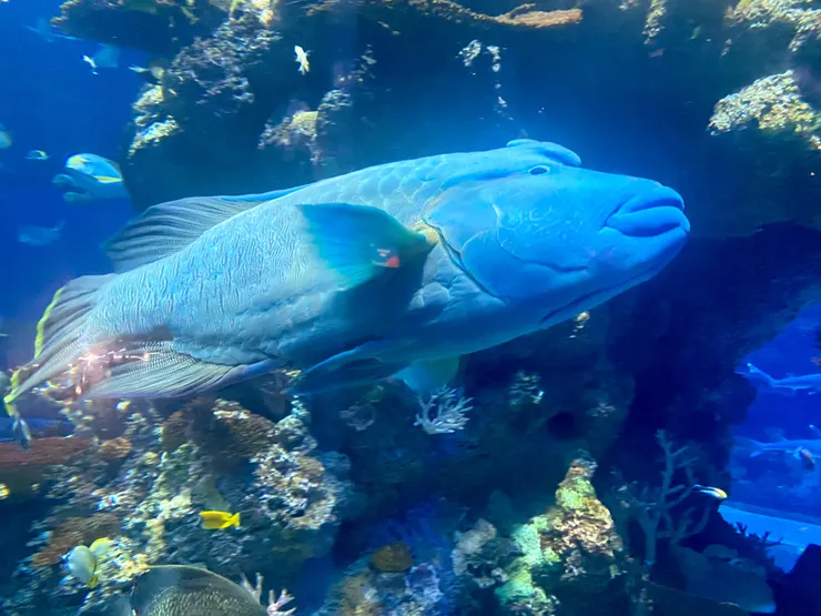 新加坡海洋館 S.E.A. Aquarium