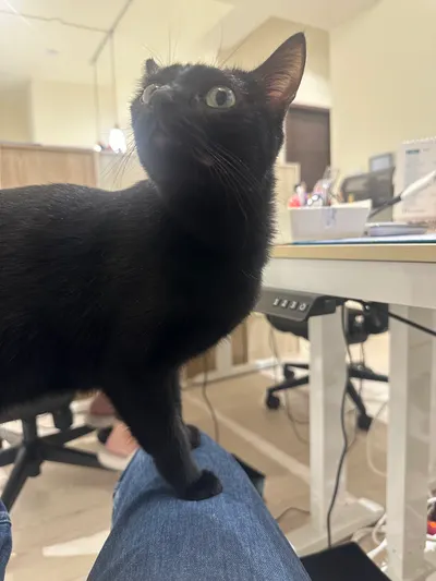 當貓咪成為工作夥伴：多了貓的日子