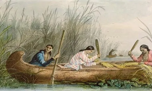 傳統印地安人划獨木舟採集野米的情景