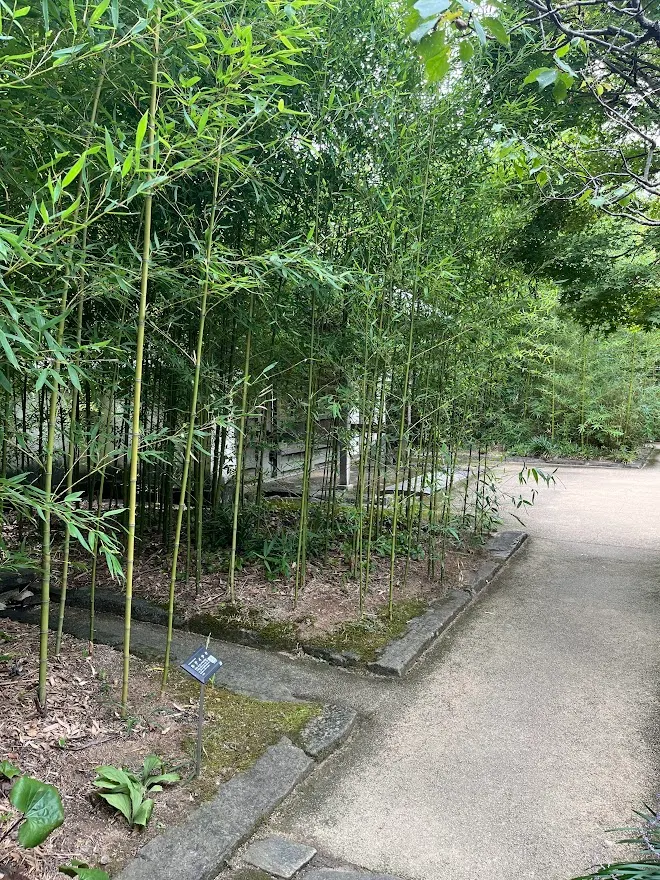 竹之庭