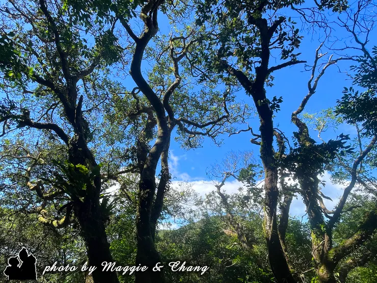 鏡頭仰望著盤根錯節的樹枝與蔥鬱的樹冠,陽光透過枝葉間的縫隙灑落。光影交錯,顯得神秘又充滿生命力,彷彿進入森林的深處,體驗自然的脈動。