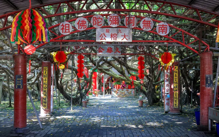 九龍大榕公(圖片截圖於網路)