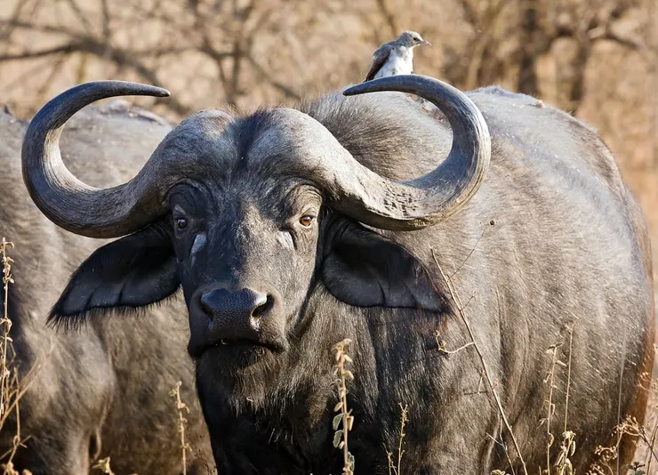 非洲水牛，非洲五霸之一，也是非洲傷人最多的動物之一。其他為非洲象、黑犀牛、河馬、尼羅鱷。