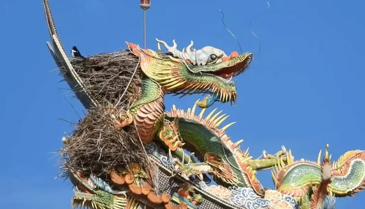 常見喜鵲築巢（圖片來源：自由時報）