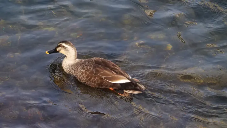 頗為怕人的小鴨