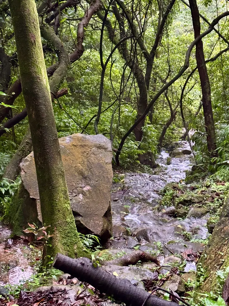 原本山徑已變成淙淙溪流