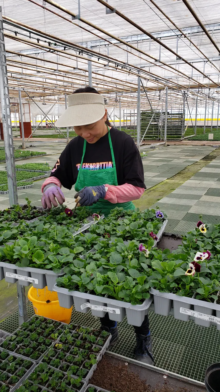 自備圍裙、手袖、太陽帽子、手套工作,唯一必須的安全鞋由中介公司免費提供,毋須歸還。