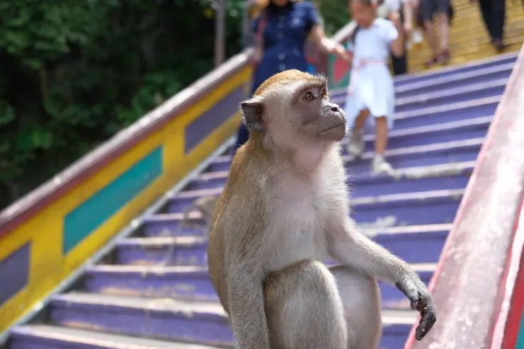 猴子都在觀察可下手的對象