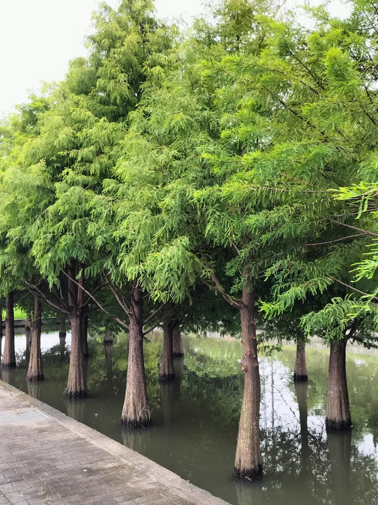 落羽松 Mingling 攝