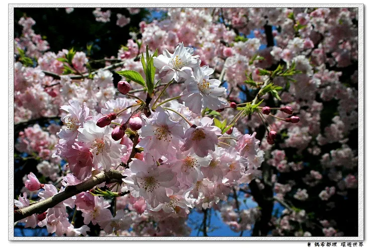 【東京・櫻花】