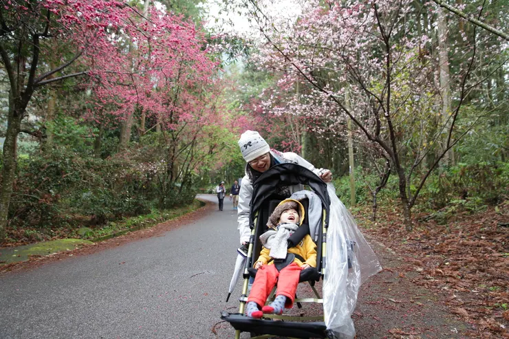 20160220一早追南投信義鄉草坪頭櫻花步道。天使祐使用的是特製推車。