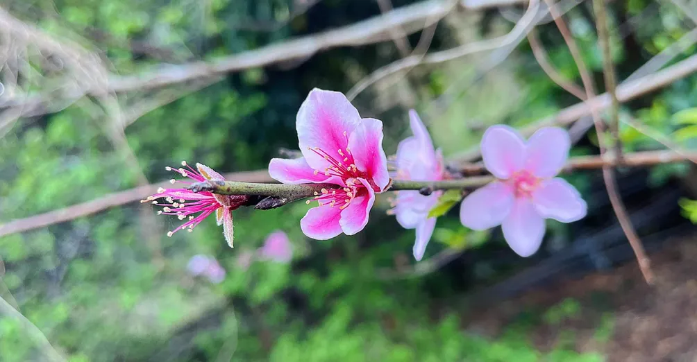 白雪公主的沙龍