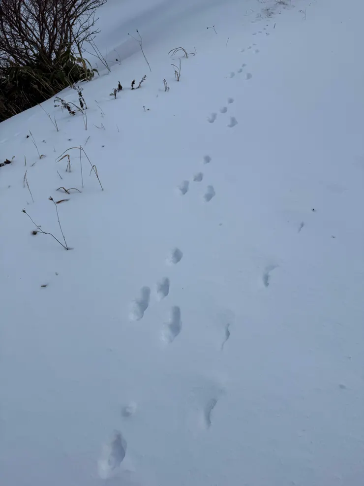 還有詭異的野獸腳印,整個山頭只有我一人,完全是山難的既視感。