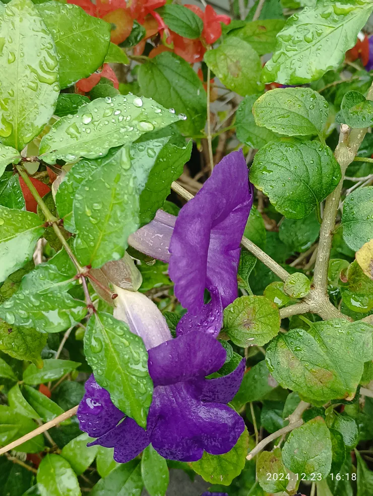 立鶴煙雨舞悠情