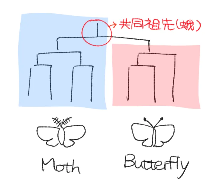 錘角與異角兩個亞目的並系群示意圖。 RS 自行繪製