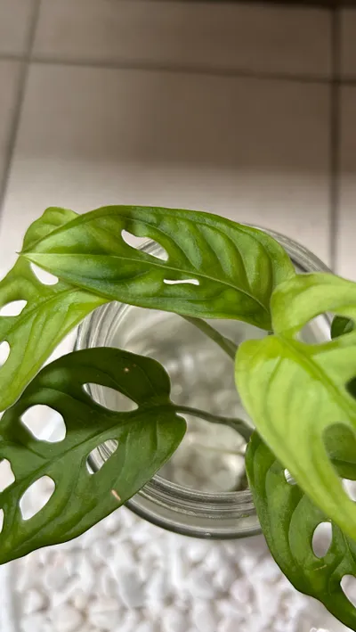 洞洞蔓綠絨，說好的洞洞呢？